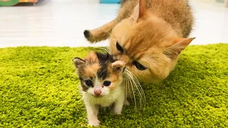 “Enough already! I’m an adult and I can do it myself!” - Mother cat licks baby kittens