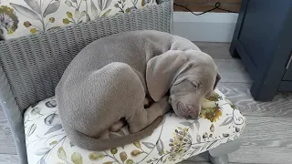 Weimaraner 8 Week Old Puppy Exploring His New Home On New Year's Day 🌻 Mrs King's Christmas Present