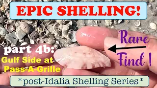 EPIC SHELLING Post Idalia Pass-A-Grille part 4b - GULF SIDE