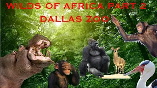 Uncaged Zoo Tours: Wilds of Africa Part 2 at the Dallas Zoo ft. Chimps #uncagedzootours