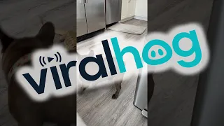 Bearded Dragon and French Bulldog Play Together || ViralHog