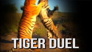 Tiger Duel | Tiger Brothers Battle for Territory