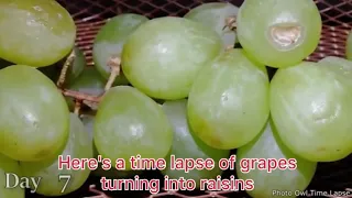 Her's a time lapse of grapes   turning into raisins