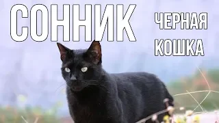 СОННИК. К ЧЕМУ СНИТСЯ ЧЕРНАЯ КОШКА? ТОЛКОВАНИЕ СНОВ