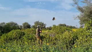 Partridge hunting in pakistan by waqaas khan 2023,2024