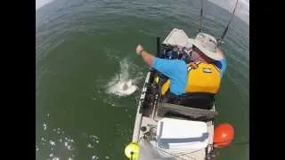 Big Bull Shark caught on a kayak