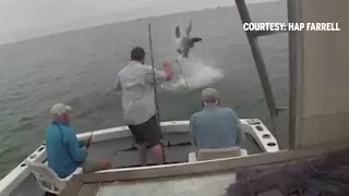 Close call: A shark attacked a seal within feet of a Cape Cod beach