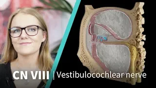 Anatomy Dissected: Cranial Nerve VIII (vestibulocochlear nerve)