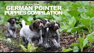 German Pointer Puppies Compilation