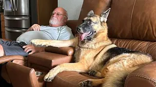 When You Won't Believe How Funny Your K9 Is!