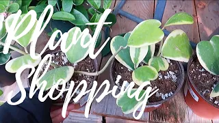 Plant Shopping in Longmont, CO | Nov 2019