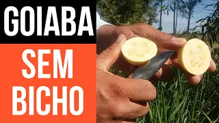 Como ter goiaba sem bicho, sem mosca da fruta & Nunca Mais suas Goiabas terão BICHO!!!!