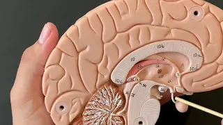 Human Anatomy, Brain Model
