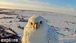 Gyrfalcon inspects camera - Birders Nerders dream come true to be this up close and personal.