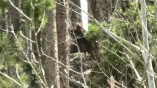 Clan On Video TeePee Up Over Night & The Spirit Tree