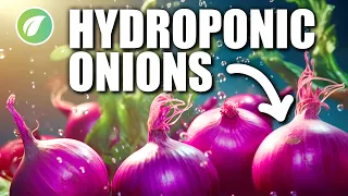 Step-by-Step Guide: Cultivating Onions Using Hydroponic Methods