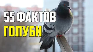 55 ИНТЕРЕСНЫХ ФАКТОВ О ГОЛУБЯХ