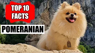 Pomeranian - Top 10 Amazing Facts