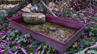 Chickadee Playing with Cottonballs and Bathing Sparrow! - 3/05/2024 (Cam 1)