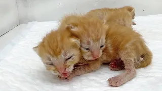 Hungry kittens meow loudly and call their mother cat to feed them