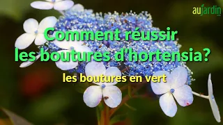 Comment BOUTURER l'HORTENSIA ? FACILE et RAPIDE 😃