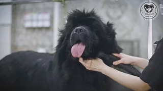 Груминг большой собаки