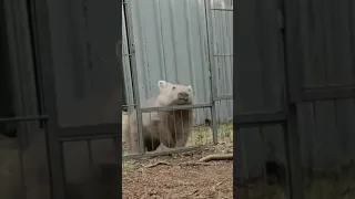 The Chubby Wombat