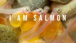 Creek Days 2021 - I Am Salmon