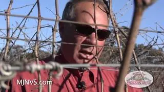 Pruning Chardonnay & Merlot Grapevines in the Napa Valley