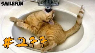 КОТЫ 2019 ПРИКОЛЫ С КОТАМИ Смешные котики и коты 2019 Funny Cats