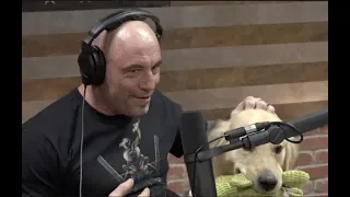 Joe's Dog Marshall Interrupts the Podcast