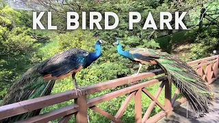 🇲🇾 KL Bird Park 2023 - Walk Tour