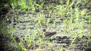 Latham's snipe1