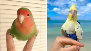 Baby Animals 🔴 Funny Parrots and Cute Birds Compilation (2020) Loros Adorables Recopilación #5