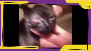 Resue poor kitten / Removing Cuterebra From A Kitten's Eye/ botfly larva- adopt/