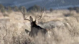 Oak Creek Utah mule deer 2020