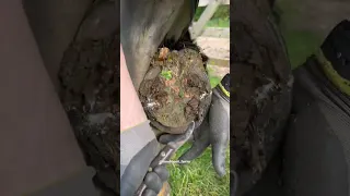 Taking off the horseshoe #satisfying #shorts #farrier #asmr #oddlysatisfying