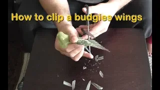 How to Clip a Budgies / Parakeets Wings, Cut / Trim Bird's Flight Feathers