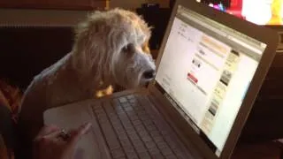 Dog Tries To Attack Computer Mouse