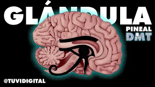 Activación de la GLÁNDULA PINEAL y el DMT antes de morir - TODA LA VERDAD - SECRETO DEL OJO DE HORUS