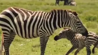 Brave mother ZEBRA, INCREDIBLY,saves her newborn from a LION.