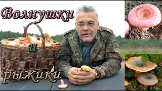 Супер сбор грибов! Волнушки и рыжики. Отпуск - часть 1. Great collection of mushrooms!