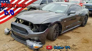 Mustang GT. Кот в мешке