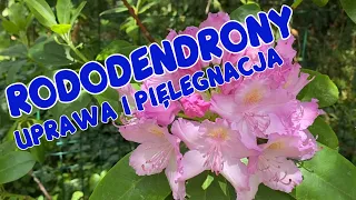 Uprawa i wymagania rododendronów. Jak sadzić rododendrony? Jakie lubią stanowisko? Praktyczne porady