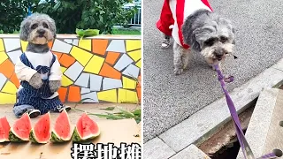 Cute Funny and Smart Dogs Compilation  #5 - Baby and Pet Video