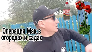 🟥КАК НАРКОМАНЫ ЖИВУТ НА СЕЗОНЕ МАКА ИЛИ ОПЕРАЦИЯ МАК В ОГОРОДАХ И САДАХ