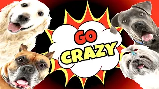 Sounds That Make Dogs Go Crazy (GUARANTEED)