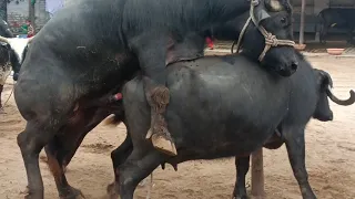 hot buffalo meeting and cow meeting(1)