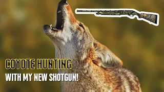 COYOTE HUNTING WITH MY NEW SHOTGUN
