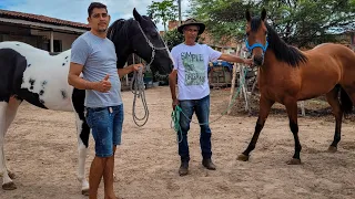 8 POTROS DE VAQUEJADA  (QUARTO DE MILHA) Á VENDA COM MEU AMIGO PAULO!